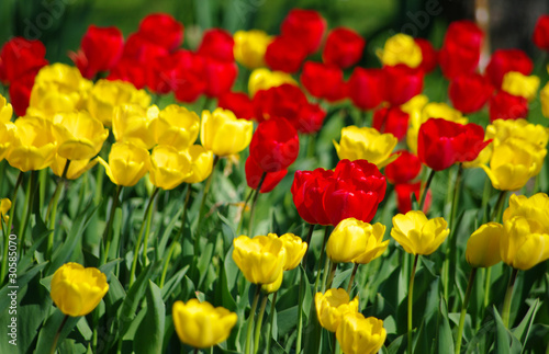 Tulips background with red and yellow ones