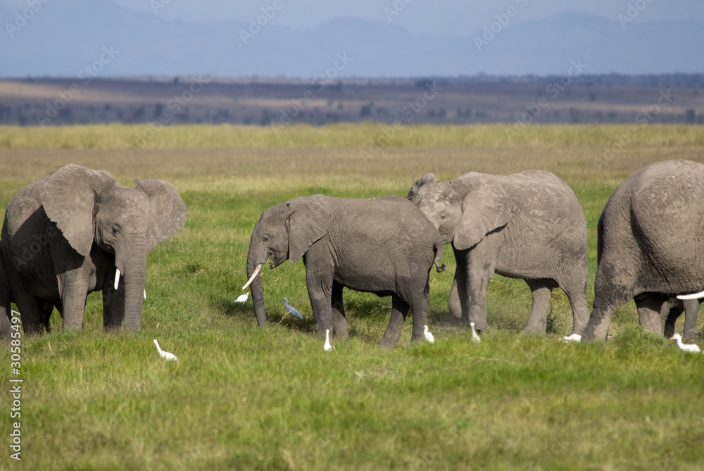 Elephants, Amboseli National Park Elephants, Amboseli National Park