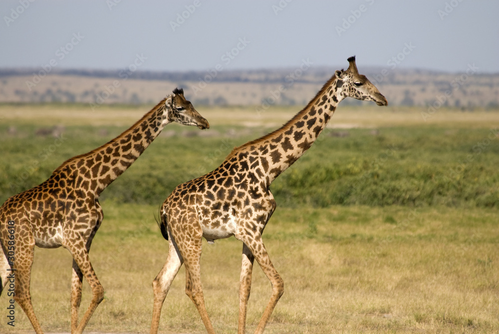 Giraffe, Amboseli National Park Giraffe, Amboseli National Park
