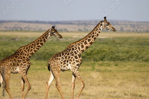 Giraffe  Amboseli National Park