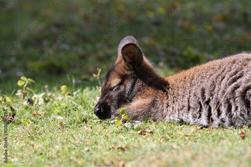 Naklejka premium Walibi, kangaroo