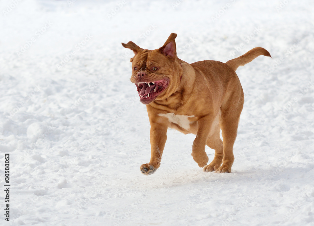 Wrinkled dog (French Mastiff) running towards the viewer in snow