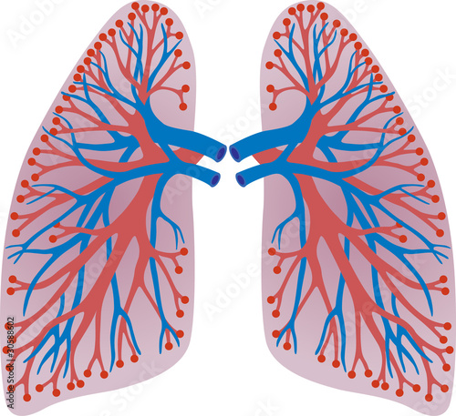 lungs of the person