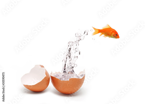 Fish and egg