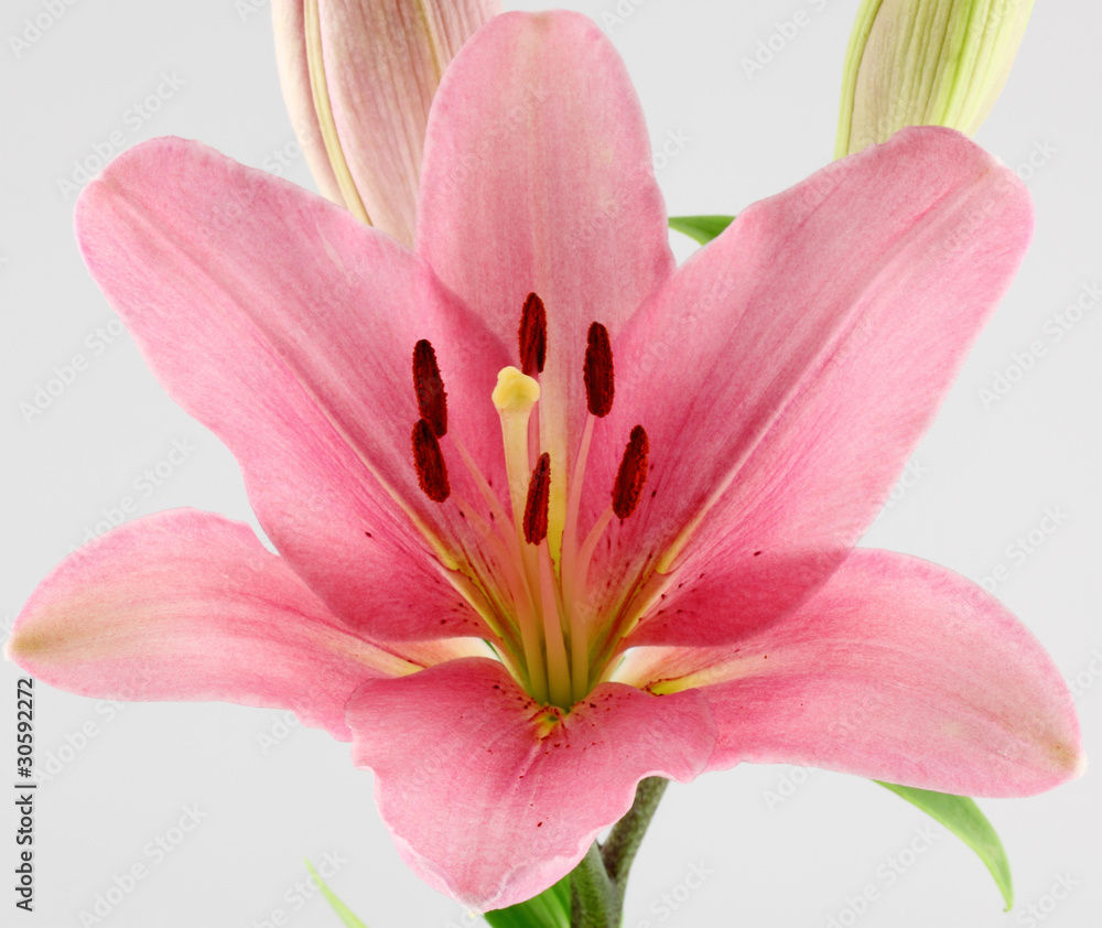 Fototapeta premium lys rose