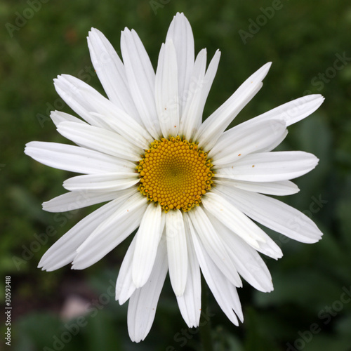 fleur de marguerite