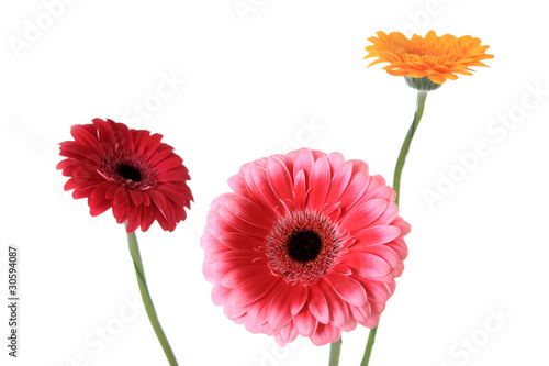 Gerbera