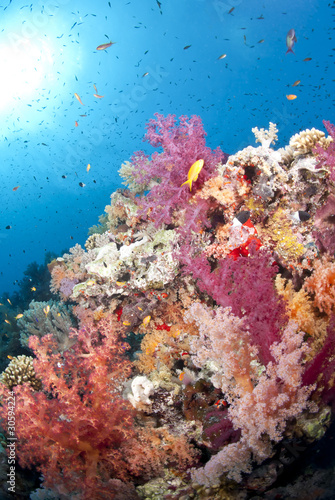 Vibrant orange and pink soft coral, on a tropical coral reef.