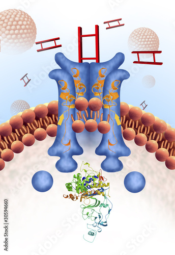 Receptor de insulina photo