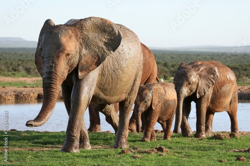 Elephants at Waterhole