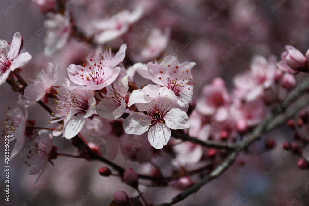 Obraz premium Cherry blossom