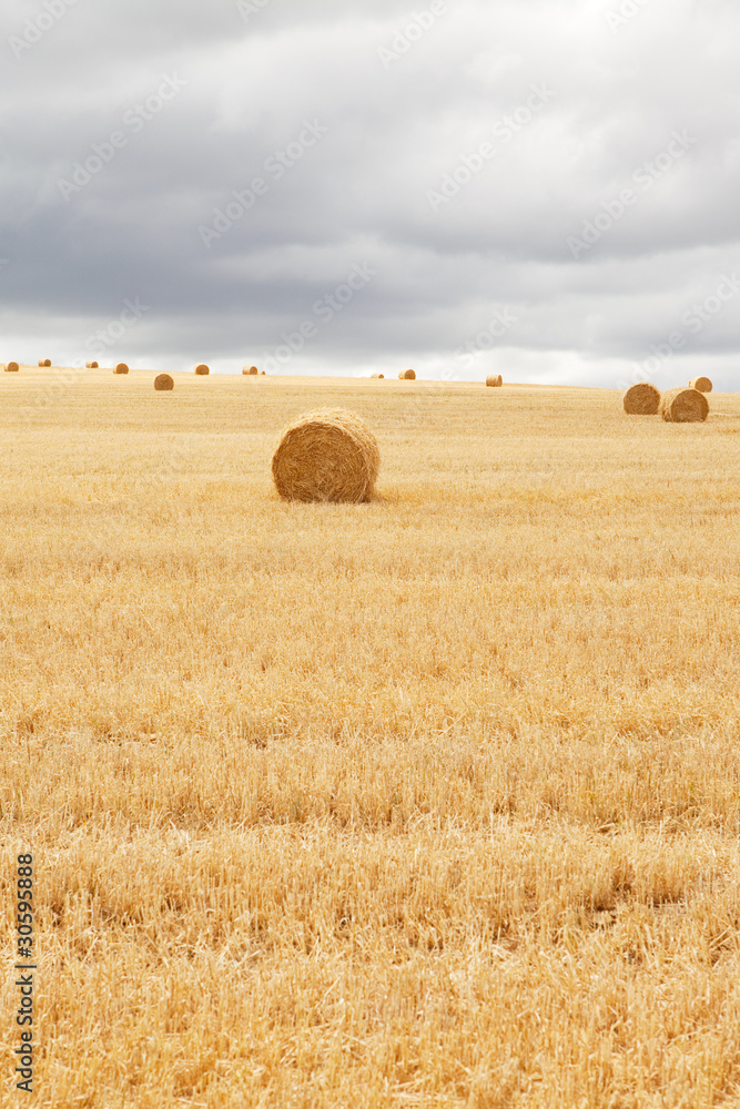 Multiple hay bales laying in field