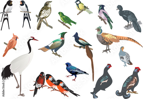 isolated color birds collection