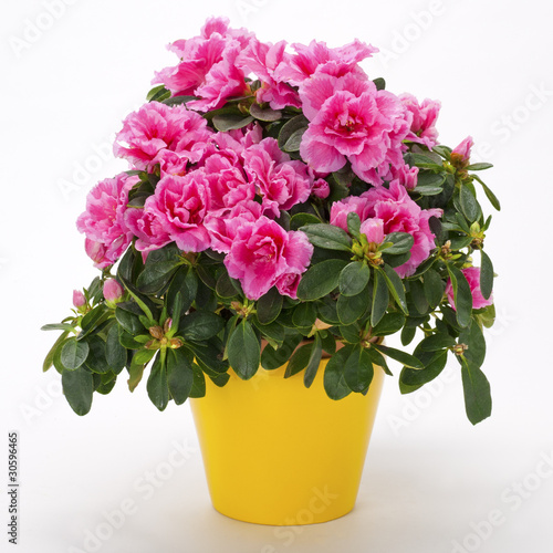 Blooming pink azalea in a yellow pot