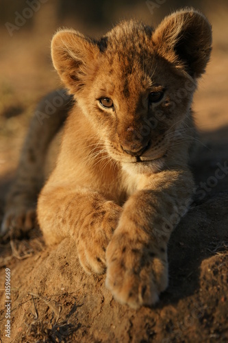 Lion Cub,, South Africa