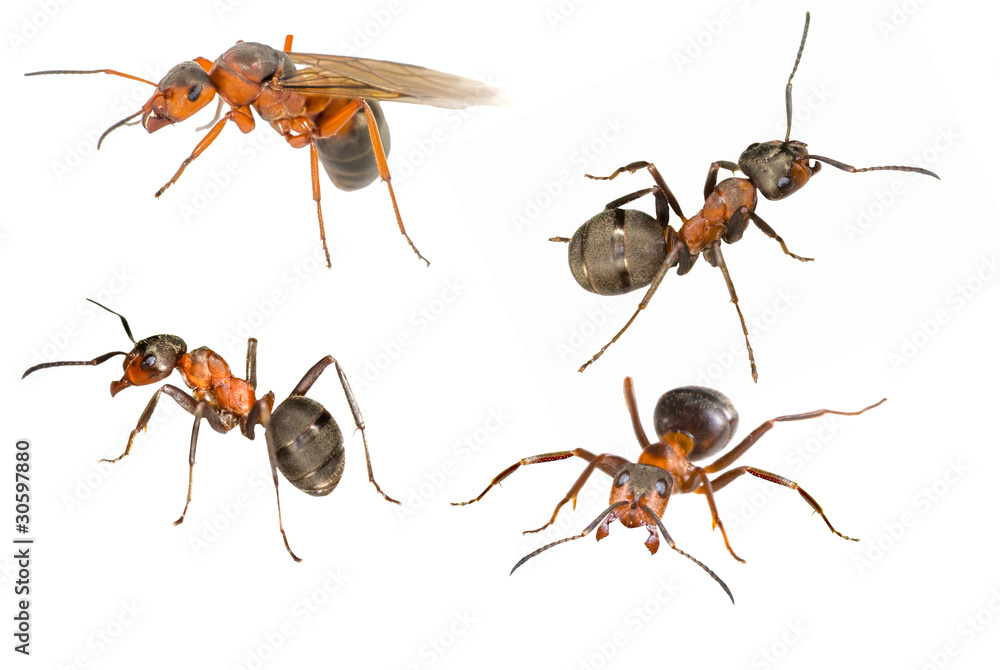 set with four isolated ants set with four isolated ants