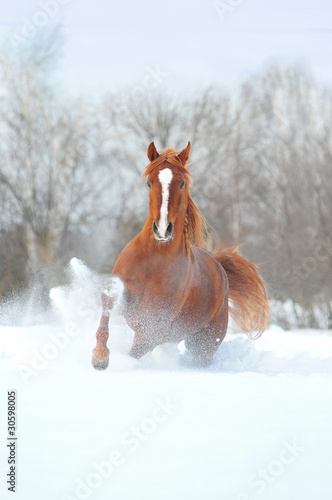 chestnut arabian horse in snow