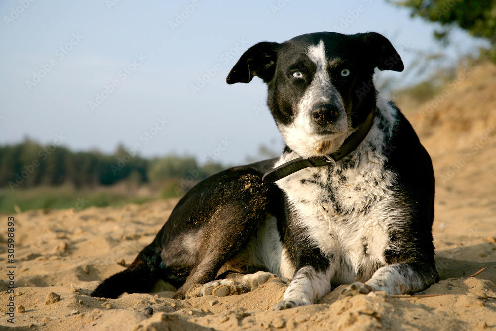 Hund im Sand