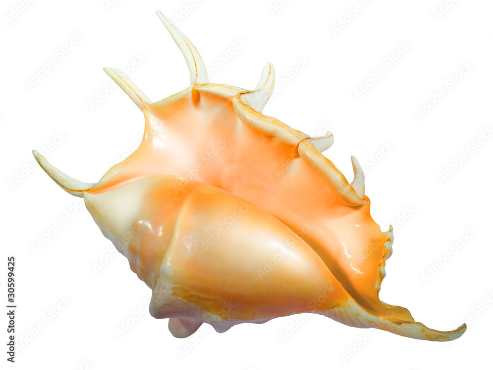 sea mollusc sea mollusc