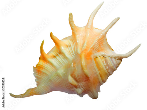 Εκτύπωση καμβά sea mollusc