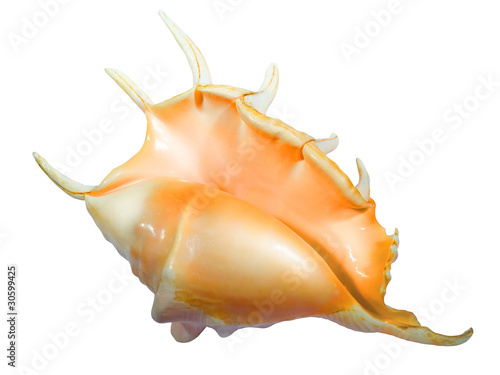 sea mollusc