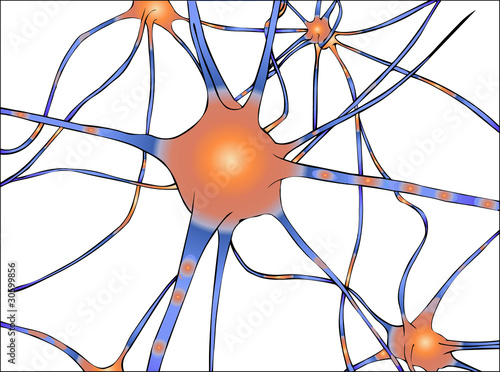 Nervenzellen photo