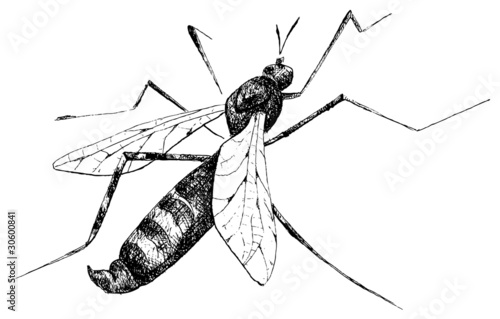 detailed mosquito pencil drawing style, vector