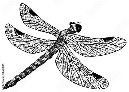 detailed dragonfly pencil drawing style, vector