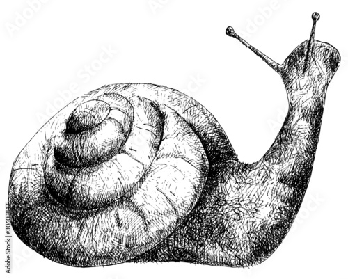 detailed snail pencil drawing style, vector