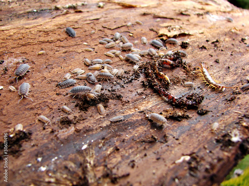 Earthworms on the bark