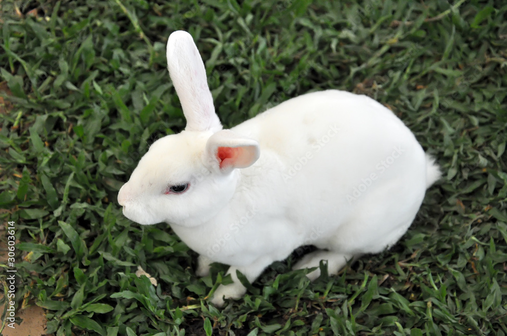 Rabbit Rabbit