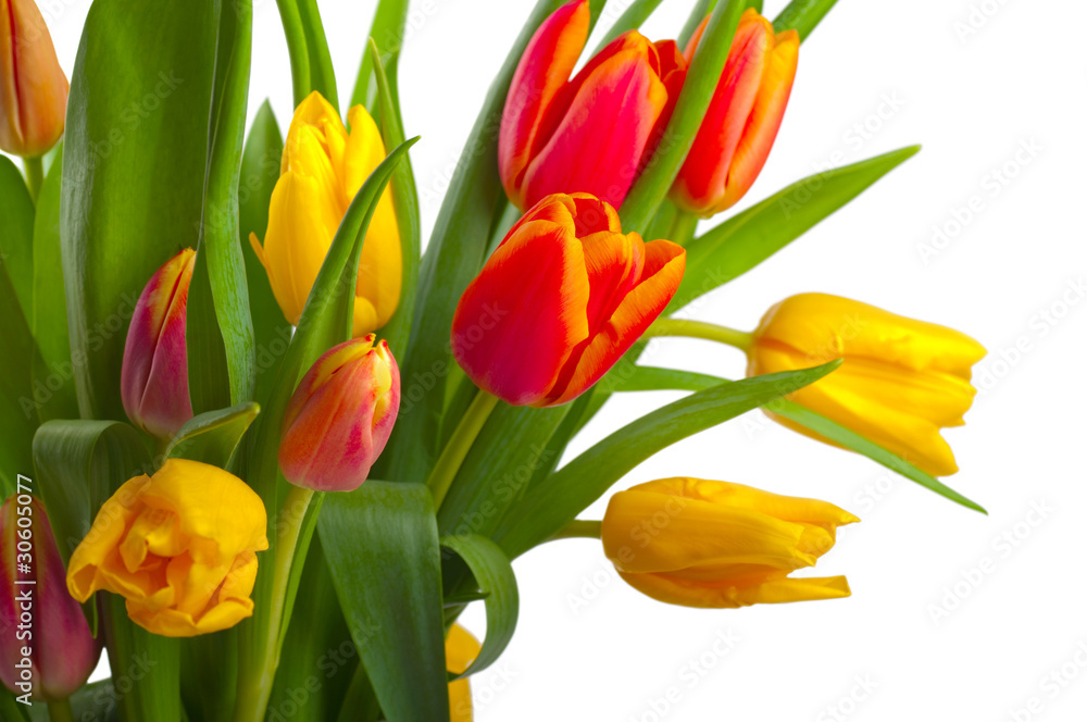 Naklejka premium Red and yellow tulips