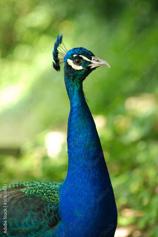 Fototapeta premium Pavone