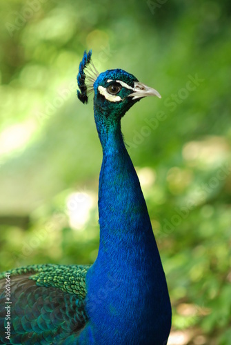 Wallpaper Mural Pavone Torontodigital.ca