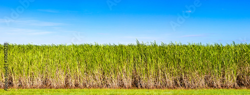 Panorama of sugar cane plantation, Queensland, Australia photo