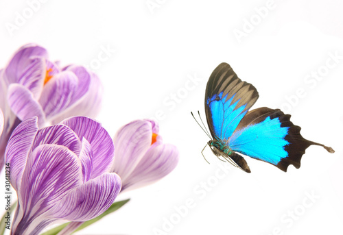 Pink crocuses with papilio ulysses photo