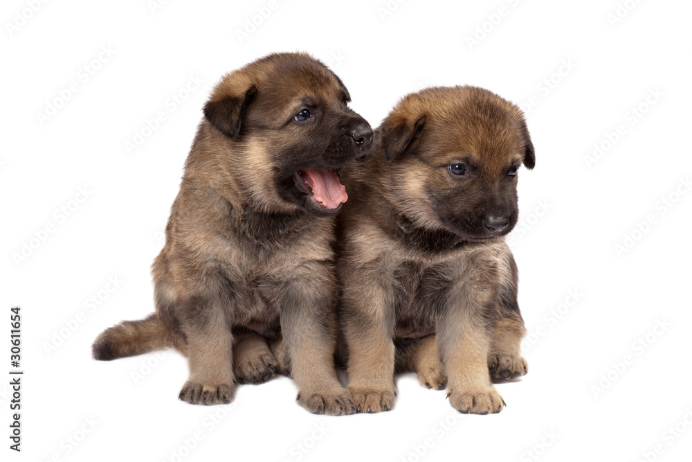 two sheepdog`s puppys isolated on white background two sheepdog`s puppys isolated on white background