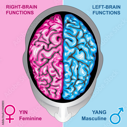 Human brain left and right functions