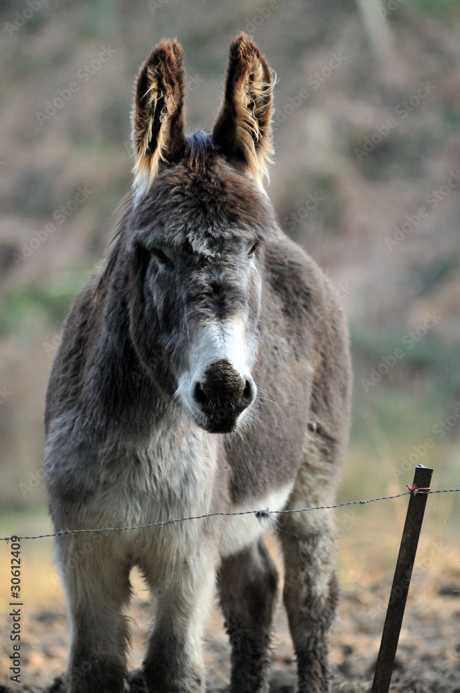 Fototapeta premium âne