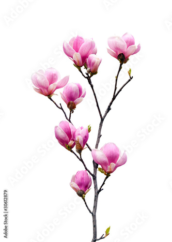 Fotografie, Obraz Pink magnolia flowers isolated on white background