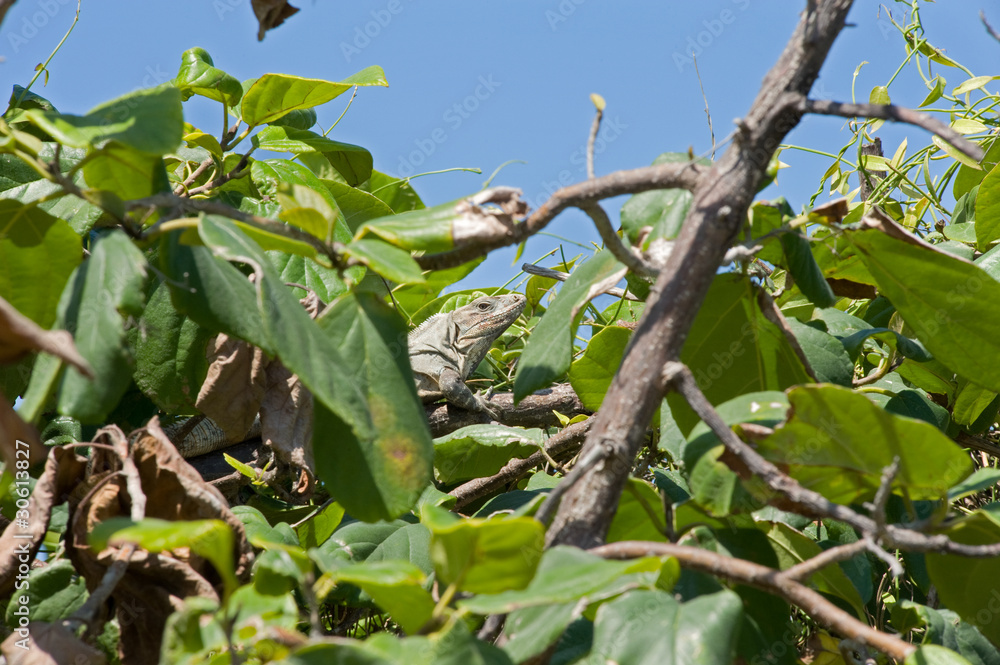 iguana iguana
