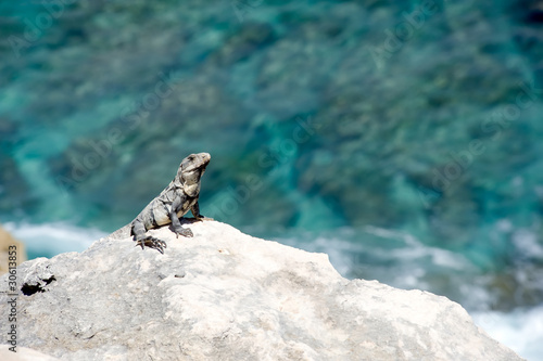 iguana