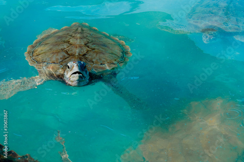 Turtle