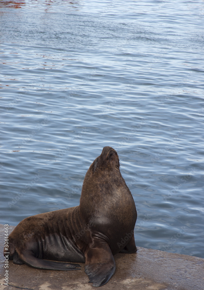 Fototapeta premium seal