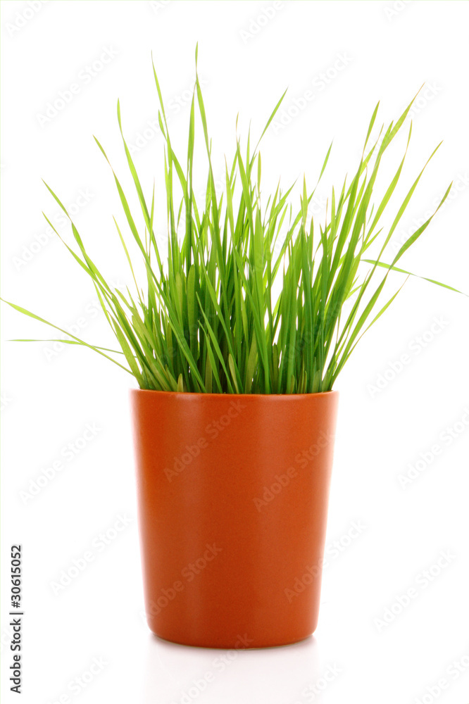 Cup with grass isolated on white Cup with grass isolated on white