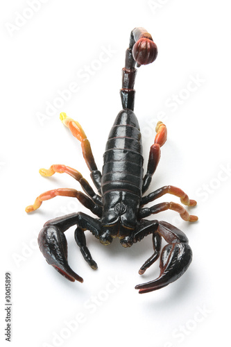 Plastic Scorpion