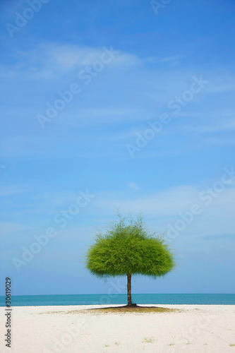 Fototapeta Naklejka Na Ścianę i Meble -  alone green tree on sand beach