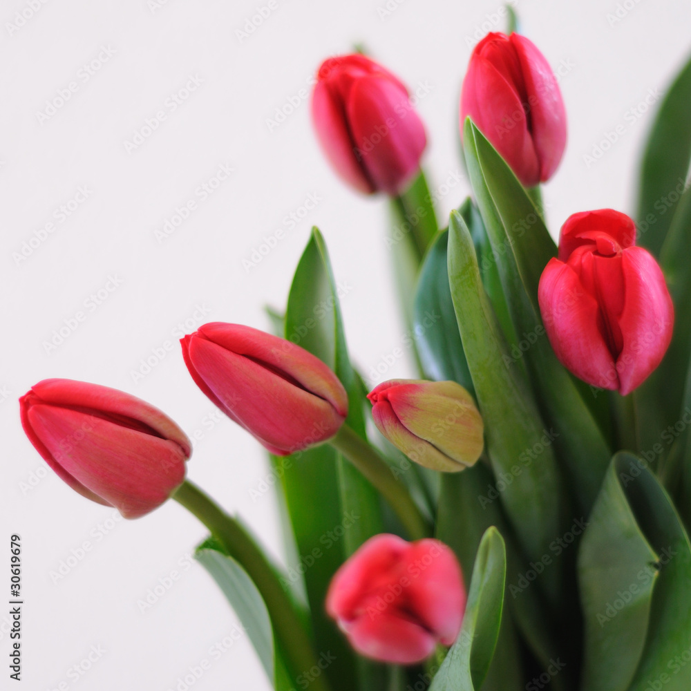 tulipes roses tulipes roses