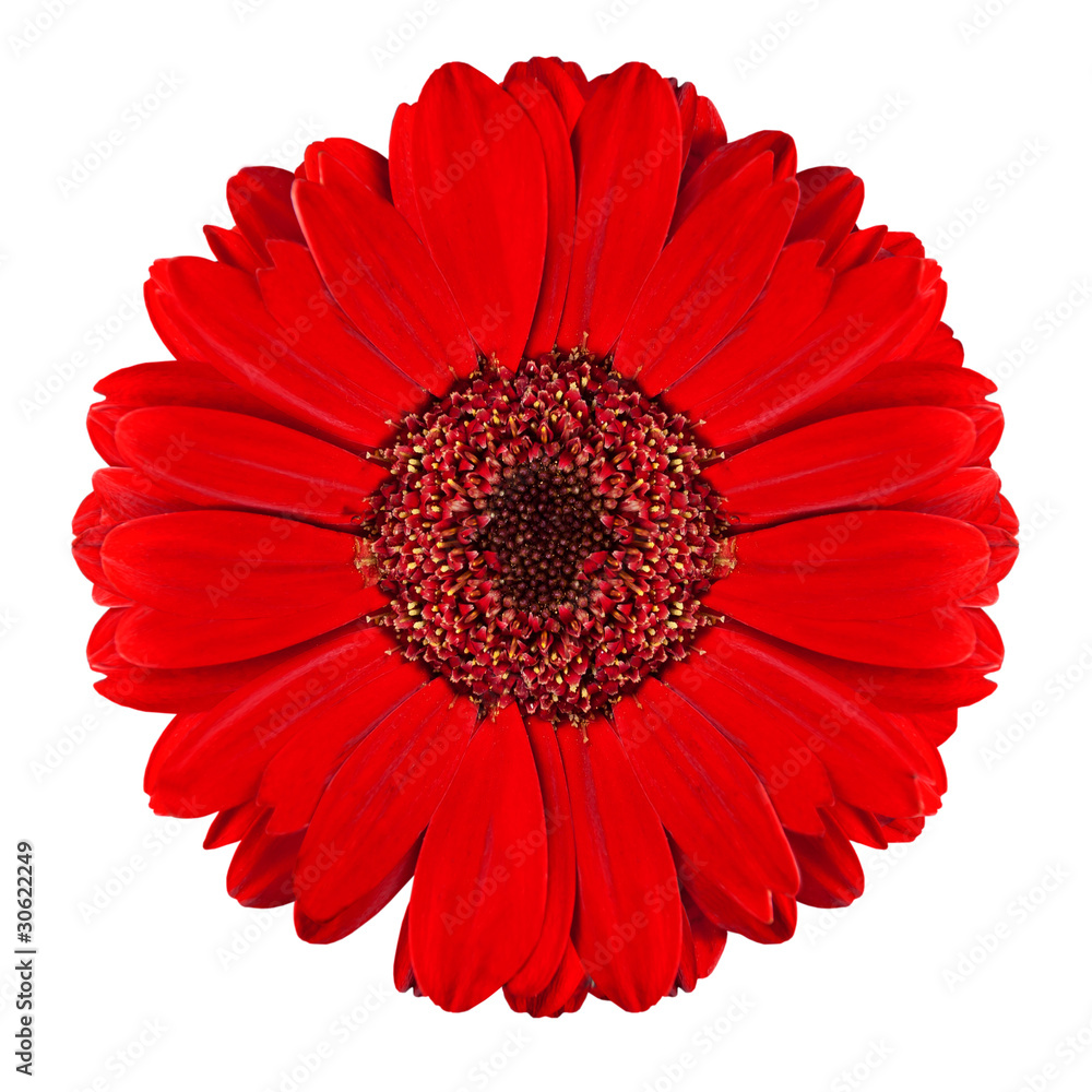 Perfect Red Gerbera Flower Isolated on White Perfect Red Gerbera Flower Isolated on White