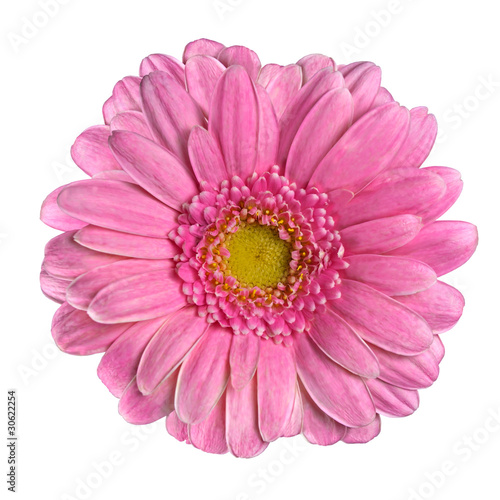 Beautiful Pink Gerbera Flower Isolated on White © tr3gi